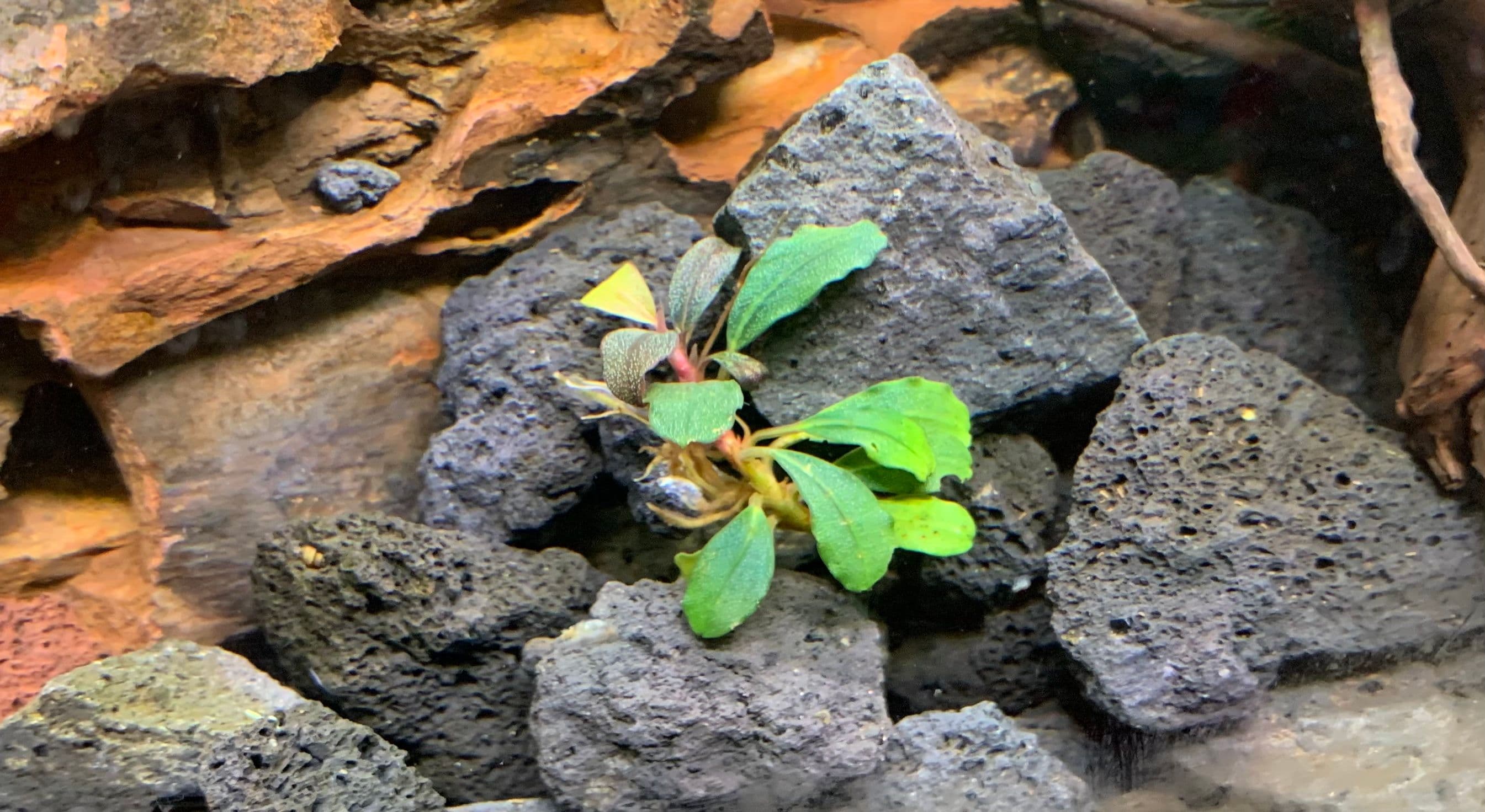 yoda looking peaceful on dagobah