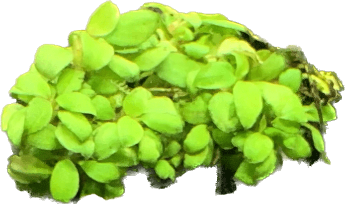 Mini Coin