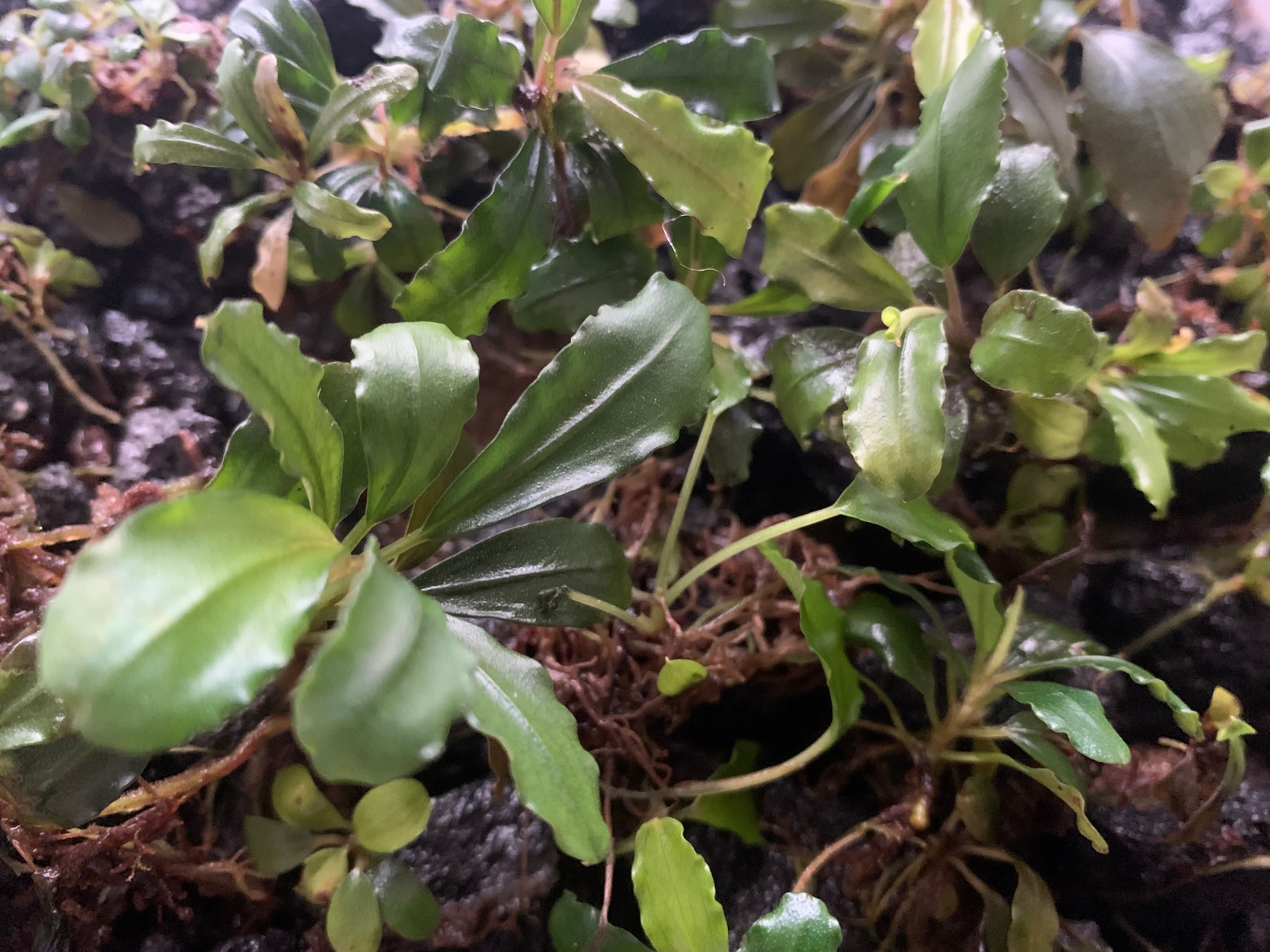 Emers wachsende Bucephalandra