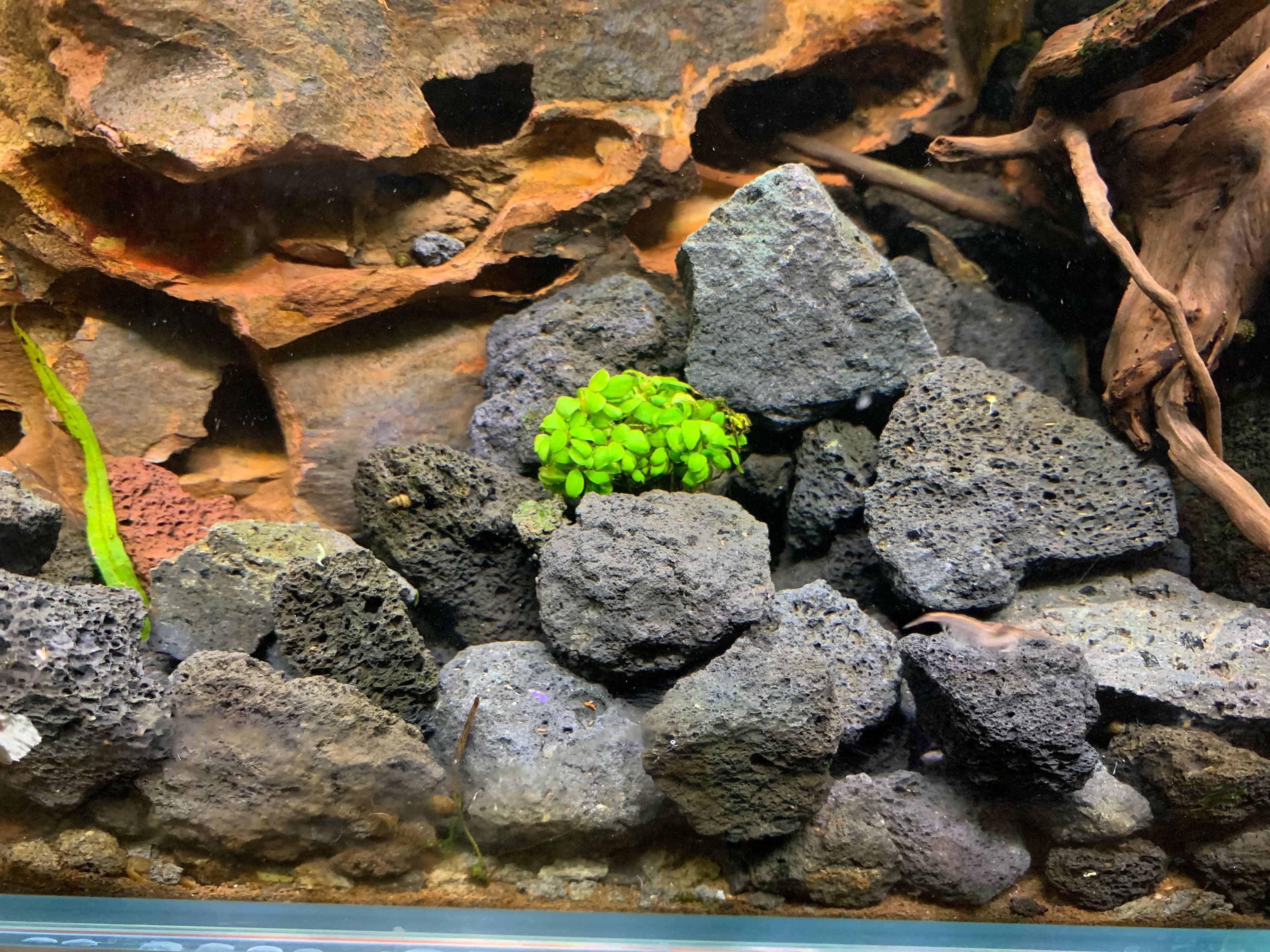 yoda looking peaceful on dagobah