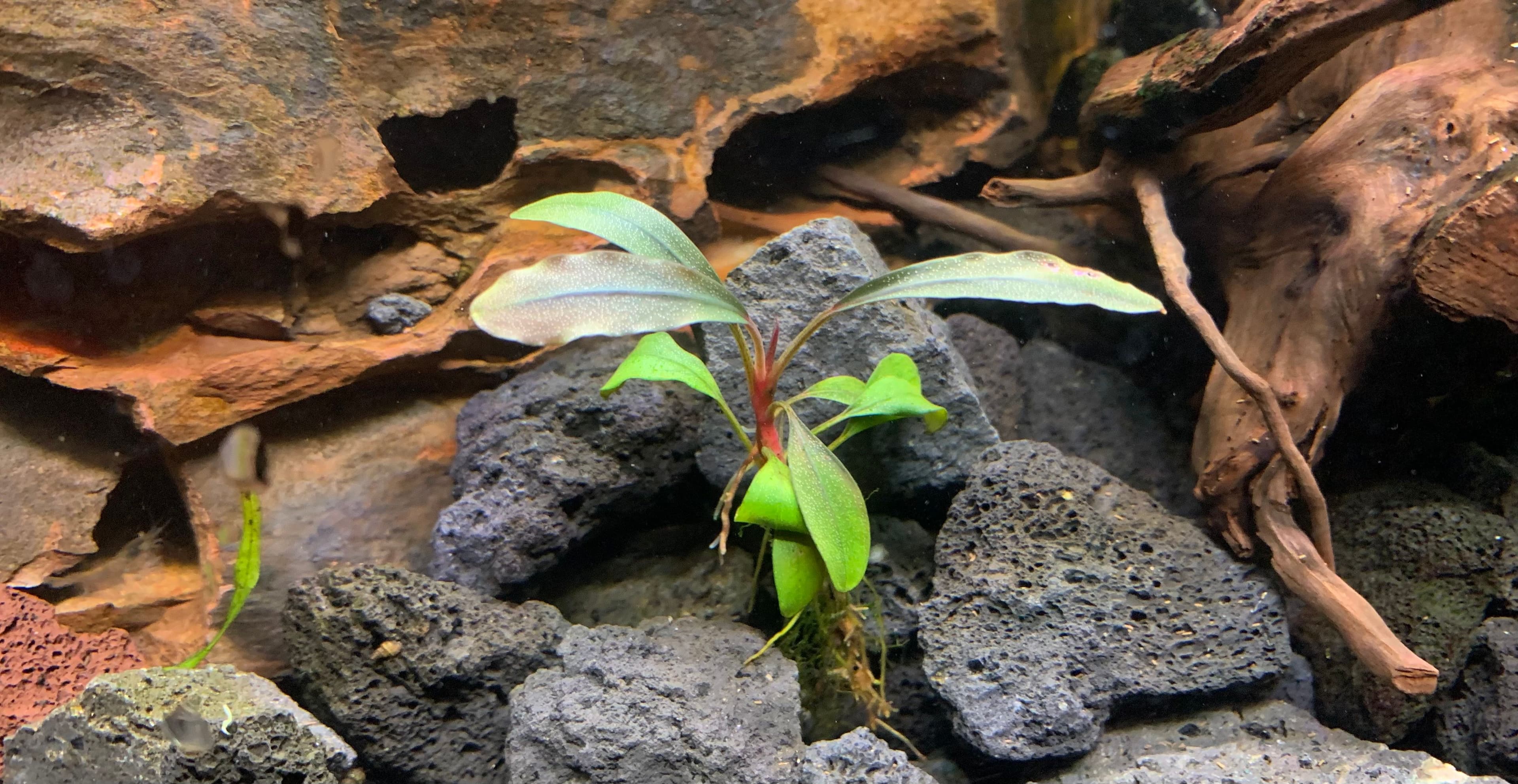 yoda looking peaceful on dagobah